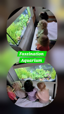 Unser Highlight-ein Aquarium
